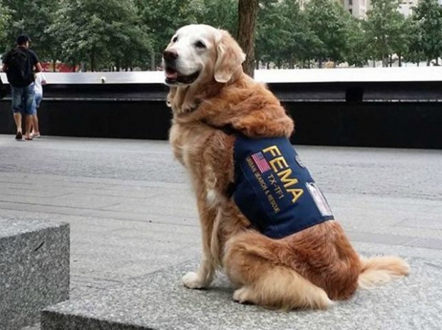 สุนัขกู้ภัย 9/11 ลาโลก เอาธงชาติอเมริกันคลุมร่าง
