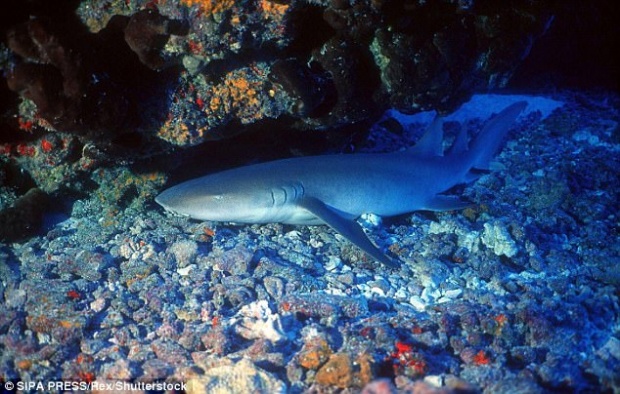 พบซากสัตว์แปลก!! โผล่หาดอลาสกา คาดฉลามชนิดอยู่ใต้ทะเลลึกมากเป็นกิโลเมตร (มีคลิป)
