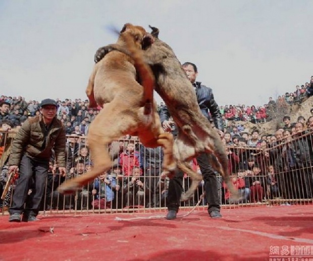 ฮือประณามประเพณีสู้สุนัขของจีน ให้กัดกันจนตายไปข้าง รางวัลแค่บุหรี่!!