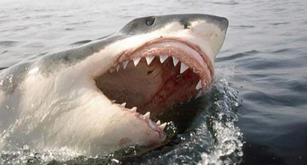 ออสซีรอดตายจากฉลามกัด2ครั้งใน9ปี