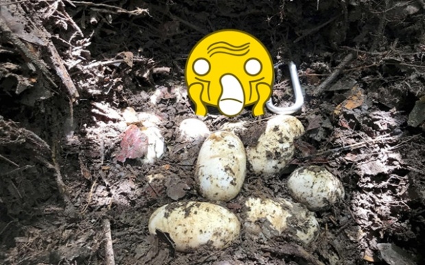 เสี่ยงสูญพันธุ์!!! นักอนุรักษ์ตื่นเต้นพบไข่จระเข้สยาม! ในป่ากัมพูชา