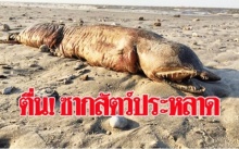 แตกตื่น!!! เจอซากสัตว์ประหลาดโผล่ชายหาด หลังโดนพายุซัดถล่มขึ้นมาเกย