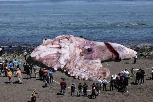 Monstrous radioactive squid @ ภาพถ่ายหมึกยักษ์ของปลอม ที่ระบุว่าเกยตื้นที่ชายฝั่งทางใต้ของแคลิฟอร์เนีย 