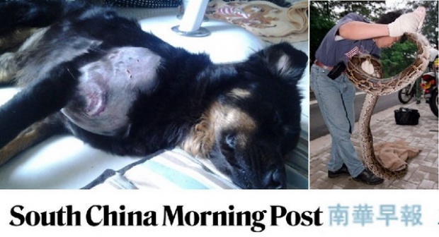  เจ้านายหญิงสู้งูหลามช่วยชีวิตหมาในฮ่องกง