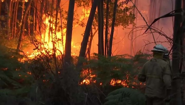 ย่างสดกลางถนน!!! ร้อนจัดไฟป่าปะทุในโปรตุเกส ยอดผู้เสียชีวิตพุ่ง 62 รายแล้ว (มีคลิป)