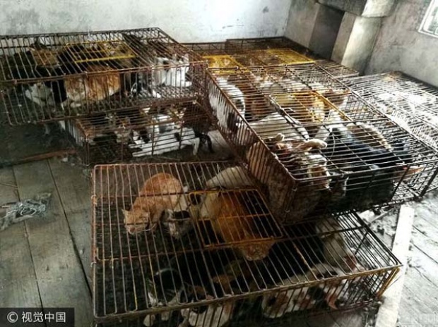รอดแล้ว!!! ตร.จีนช่วยชีวิตแมวกว่า 500 ตัว ที่กำลังจะถูกนำไปขายให้ร้านอาหาร!