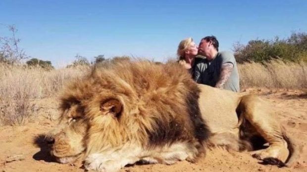 รุมประณาม! สามีภรรยาปลื้มฆ่าเจ้าป่าได้ จูบดูดดื่มเย้ยซากสิงโต 
