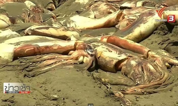 ปลาหมึกขนาดใหญ่หลายพันตัวตายเกลื่อนหาดในชิลี 