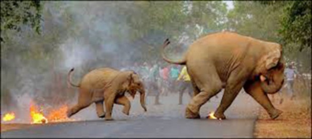 จังหวะสะท้อนใจ!! ช้างแม่ลูกถูกม็อบปาระเบิดเพลิงไฟลุกท่วม ชนะเลิศภาพถ่ายสัตว์ป่าแห่งปี!! (มีคลิป)