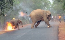 จังหวะสะท้อนใจ!! ช้างแม่ลูกถูกม็อบปาระเบิดเพลิงไฟลุกท่วม ชนะเลิศภาพถ่ายสัตว์ป่าแห่งปี!! (มีคลิป)