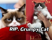 แมวหน้าบึ้ง Grumpy Cat  ขวัญใจชาวเน็ต ลาโลกแล้ว!