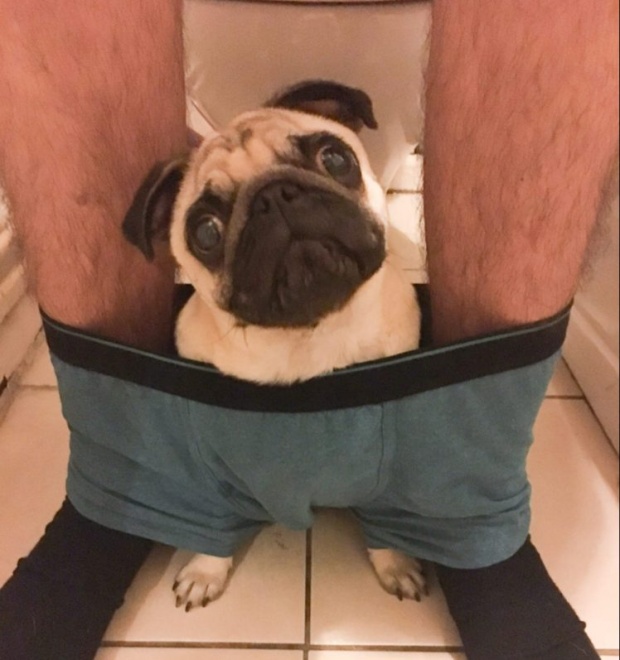 สุดแปลก!!! น้องหมาชอบนั่งในกางเกงเจ้าของ เวลาที่เขาเข้าห้องน้ำ!!