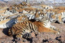 สยอง!! เสือ จู่โจมขย้ำ สาวจีน ดับในสวนสัตว์ซาฟารี
