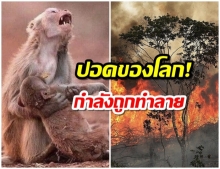 เหตุการณ์สลด! ป่าแอมะซอน ไฟไหม้อย่างหนัก ผืนป่าใหญ่ถูกทำลาย