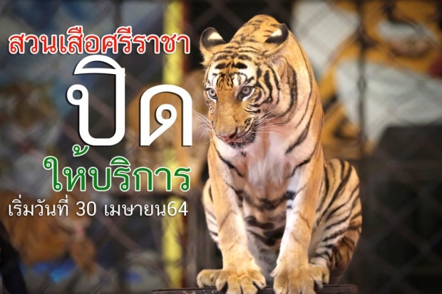 พิษโควิด!  สวนเสือศรีราชา ยกเลิกกิจการ ปิดตำนาน 24 ปี   