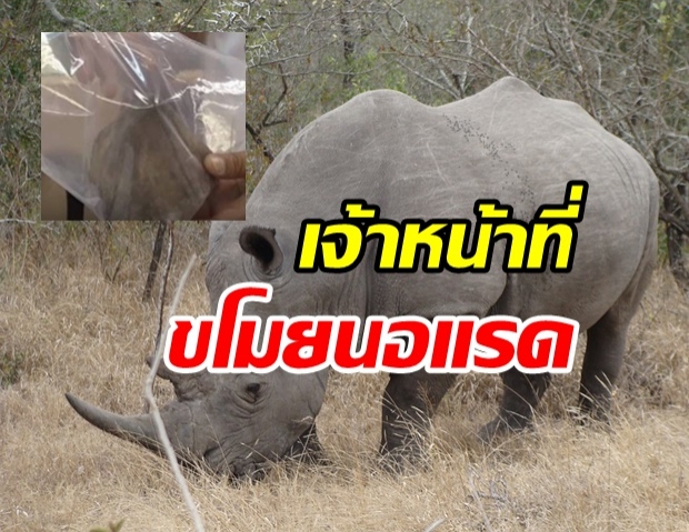 โผล่อีก! เจ้าหน้าที่ขโมยตัด นอแรดขาว สวนสัตว์สงขลา