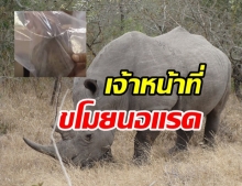 โผล่อีก! เจ้าหน้าที่ขโมยตัด นอแรดขาว สวนสัตว์สงขลา