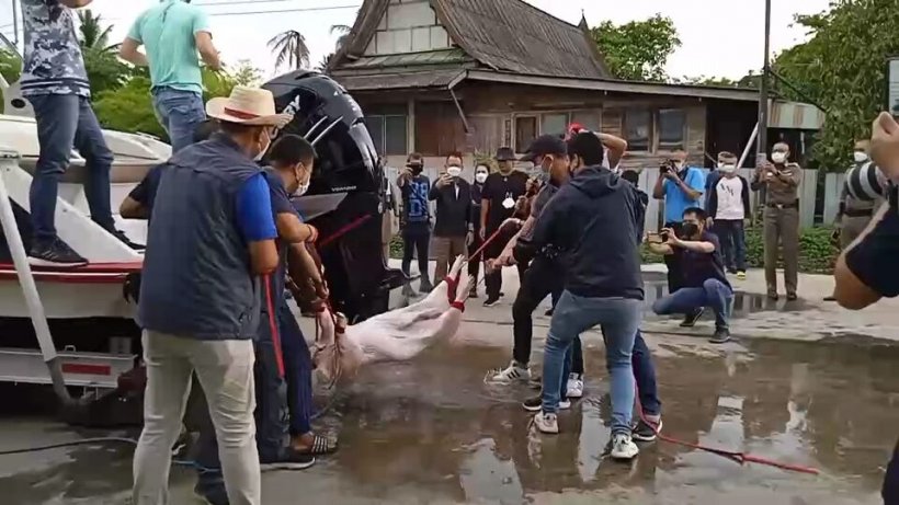 จำลองแผลแตงโม ใช้หมูฟาดใบพัดเรือ (ภาพชุด+คลิป)