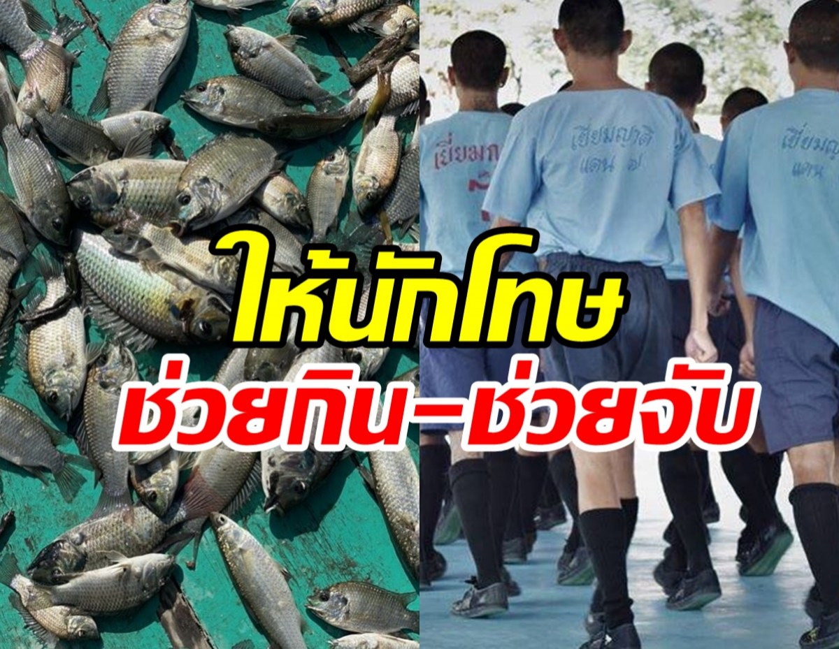    ราชทัณฑ์ สั่งใช้ปลาหมอคางดำทำอาหารเลี้ยงนักโทษทุกเรือนจำ