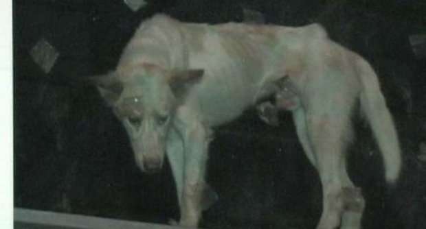ระดมช่วยสุนัขติดอยู่ในร้านเฟอร์นิเจอร์ร้างจนผอมโซ 