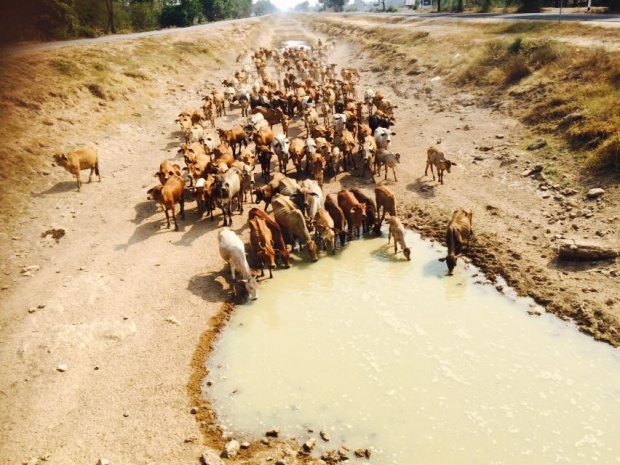 ที่นี่เมืองไทย!!ฝูงวัว 200 ตัว วิ่งลืมตายเข้าหาแหล่งน้ำ
