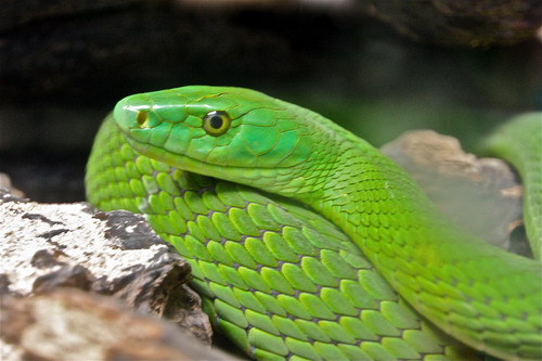  งูเขียวแมมบ้า หลุดย่านปากเกร็ด พิษร้ายแรงโดนกัดถึงตาย 