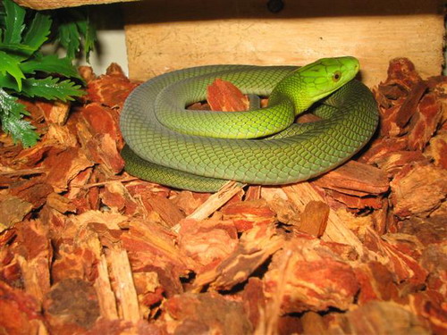  งูเขียวแมมบ้า หลุดย่านปากเกร็ด พิษร้ายแรงโดนกัดถึงตาย 