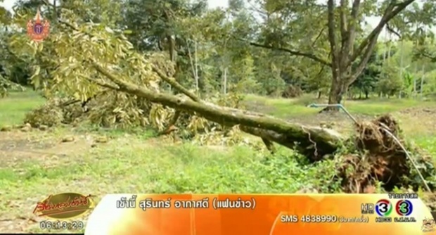 ชาวสวนช้ำ พายุฤดูร้อนถล่มจันทบุรี สวนทุเรียนเสียหายยับ