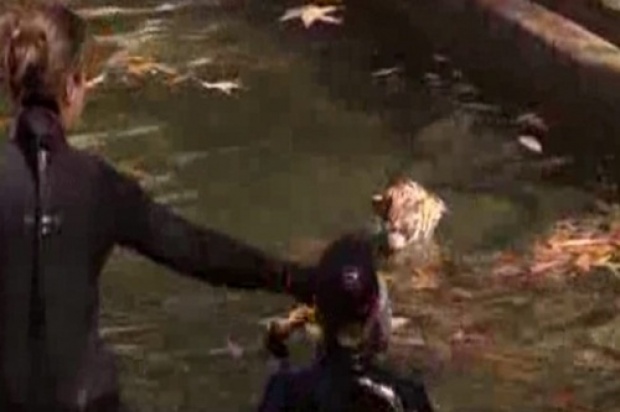 สวนสัตว์สหรัฐฯ นำลูกเสือสุมาตรา ทดสอบว่ายน้ำครั้งแรก