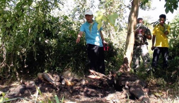 เจอกระทิงตายเพิ่มอีกตัวที่ป่ากุยบุรี เป็นตัวที่ 13 ชาวบ้านเชื่อโดนวางยาพิษ