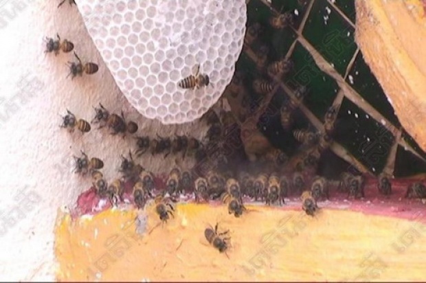 ฮือฮา! ฝูงผึ้งเมืงคอนทำรังจำศีล