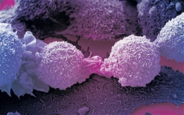 พบโปรตีนใหม่ แอลอีเอ็ม เพิ่มพลังภูมิคุ้มกัน-ฆ่ามะเร็งได้