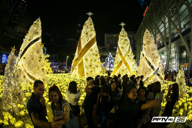 บรรยากาศฟินๆ คู่รัก-วัยรุ่น แชะภาพสุดโรแมนติกคู่ต้นคริสต์มาสสีทอง