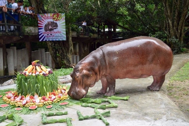 แฮปปี้เบิดเดย์ แม่มะลิ ครบ 54 ปี ฮิปโปโปเตมัสที่มีอายุยืนที่สุดในไทย