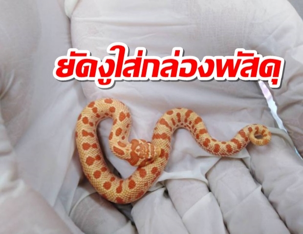 อึ้ง! ยึดพัสดุซุกงูสวยงาม12ชีวิต ห่วงขนส่งเอกชนเช็คไม่ได้