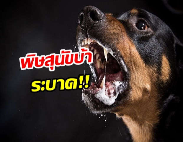 ประกาศเขตโรคระบาดชั่วคราว พิษสุนัขบ้า ที่ “นนทบุรี” ระวังถูกกัด