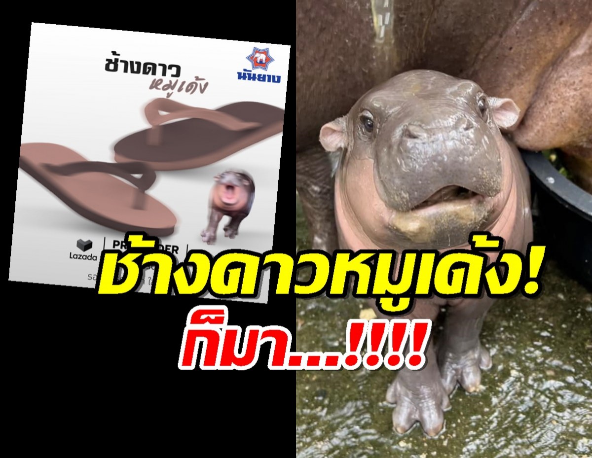 อีแตะหมูเด้งก็มา! นันยางเอาด้วย คลอดรองเท้าช้างดาวรุ่นใหม่