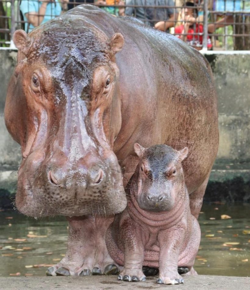 ผลโหวตท่วมท้นเคาะชื่อ ลูกฮิปโปโปเตมัส จ.ศรีสะเกษ