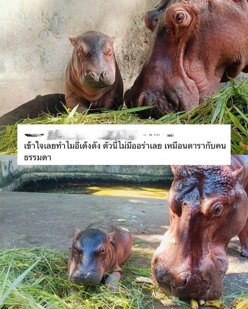 ผลโหวตท่วมท้นเคาะชื่อ ลูกฮิปโปโปเตมัส จ.ศรีสะเกษ