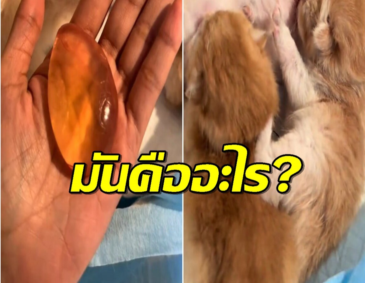 เจ้าของสงสัยหนัก หลังทำคลอดแมว ดันเจอสิ่งนี้ติดมาด้วย