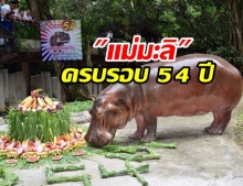 แฮปปี้เบิดเดย์ แม่มะลิ ครบ 54 ปี ฮิปโปโปเตมัสที่มีอายุยืนที่สุดในไทย