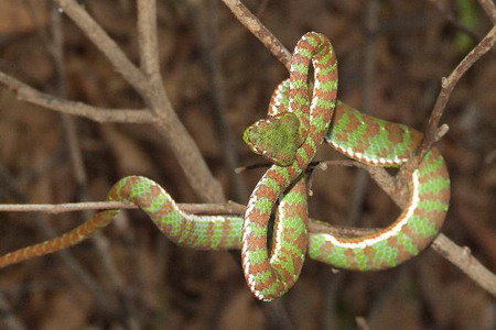 สวนสัตว์โคราชพบ‘งูเขียวหางไหม้ภูเก็ต’ สายพันธุ์ใหม่ของโลก 