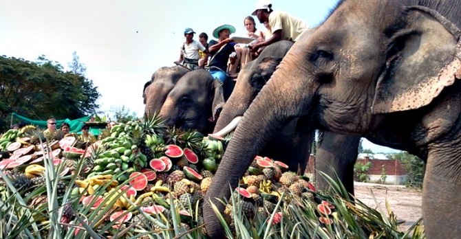 เลี้ยงเค๊กผลไม้ยักษ์วันอนุรักษ์ช้างไทย