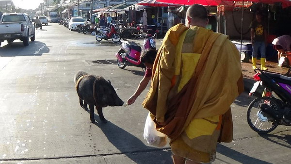 แสนรู้! เจ้าฤทธิ์ หมูป่าตามพระบิณฑบาตข้ามจังหวัด 