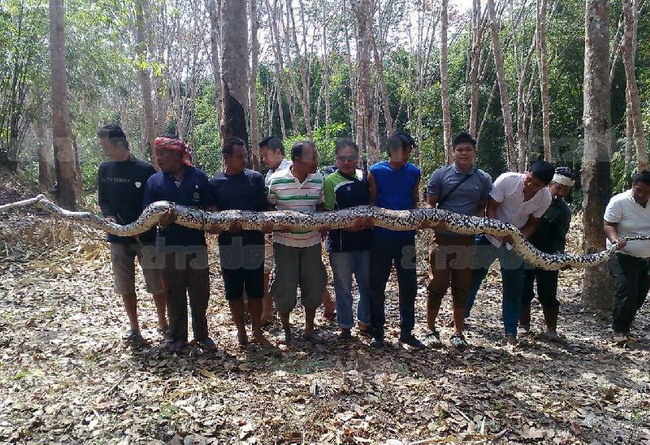 จนท.ผงะ!! งูเหลือมยักษ์ ยาว 7 เมตร ผวาใหญ่สุดเท่าที่เคยเจอมา