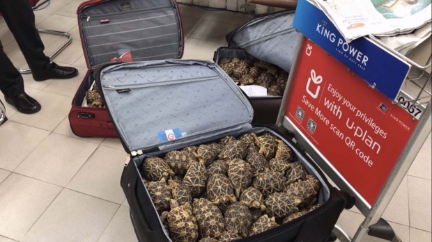 มาได้ไง! พบเต่าดาวอินเดียกว่า 300 ตัว ซุกซ่อนใส่กระเป๋าเข้าประเทศ