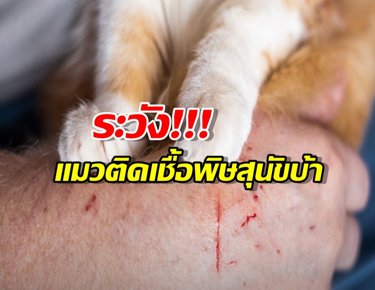 กทม. ประกาศเขตโรคระบาดชั่วคราว หลังพบแมวติดเชื้อพิษสุนัขบ้า