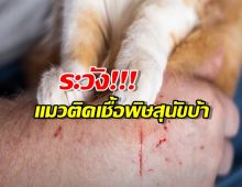 กทม. ประกาศเขตโรคระบาดชั่วคราว หลังพบแมวติดเชื้อพิษสุนัขบ้า