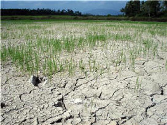 ภัยแล้งปีนี้รุนแรง แหล่งน้ำธรรมชาติแห้งขอด อากาศร้อนจัด