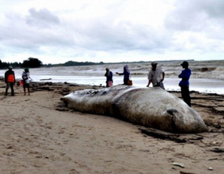 พบซากวาฬยักษ์หนัก3ตัน!ตายเกยตื้นหาดบางสัก